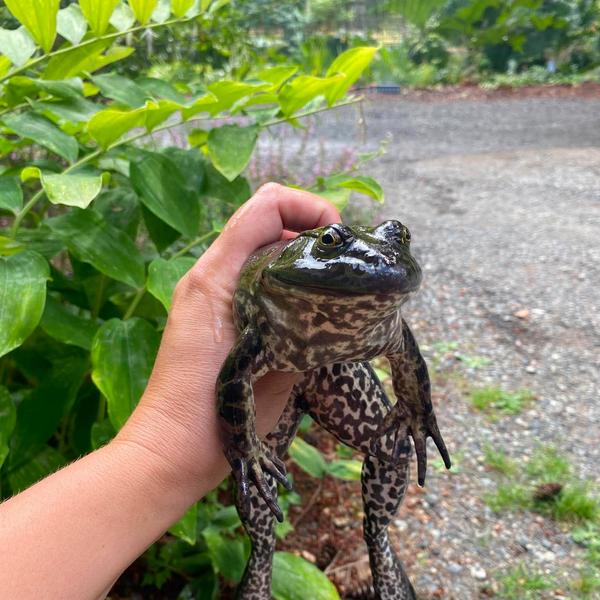 Large dark green and spotted bullfrog being held in a person's hand