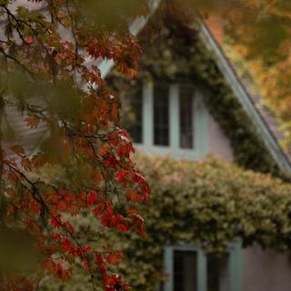 Red fernleaf full-moon maple leaves
