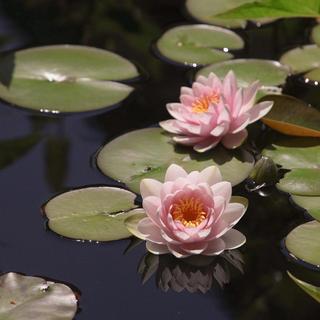 Pink water lilies in a pond