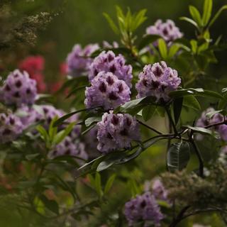 Purple rhododendron