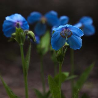 Vibrant blue poppy flowers
