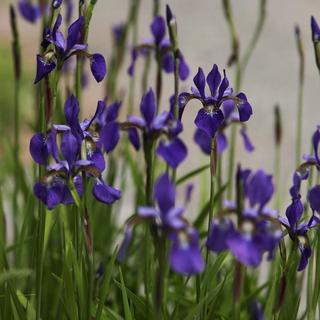 Purple iris flowers