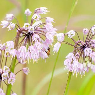 Nodding Onion Plant