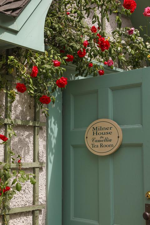 Red roses growing around an open, teal-coloured front door with a sign that reads "Milner House and Camellia Tea Room"
