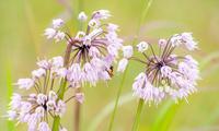 Nodding Onion Plant