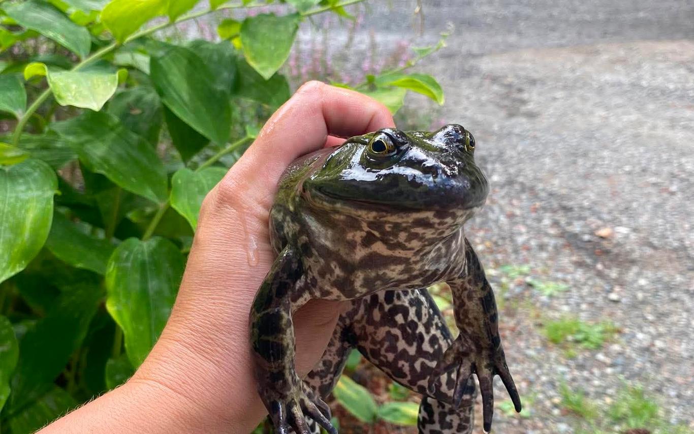 Large dark green and spotted bullfrog being held in a person's hand