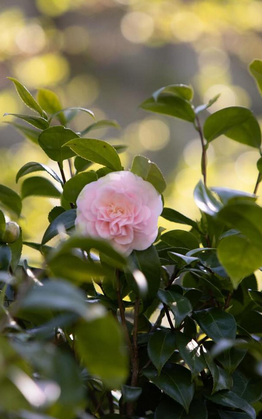 Photo of a single light pink camellia flower in green shrubbery