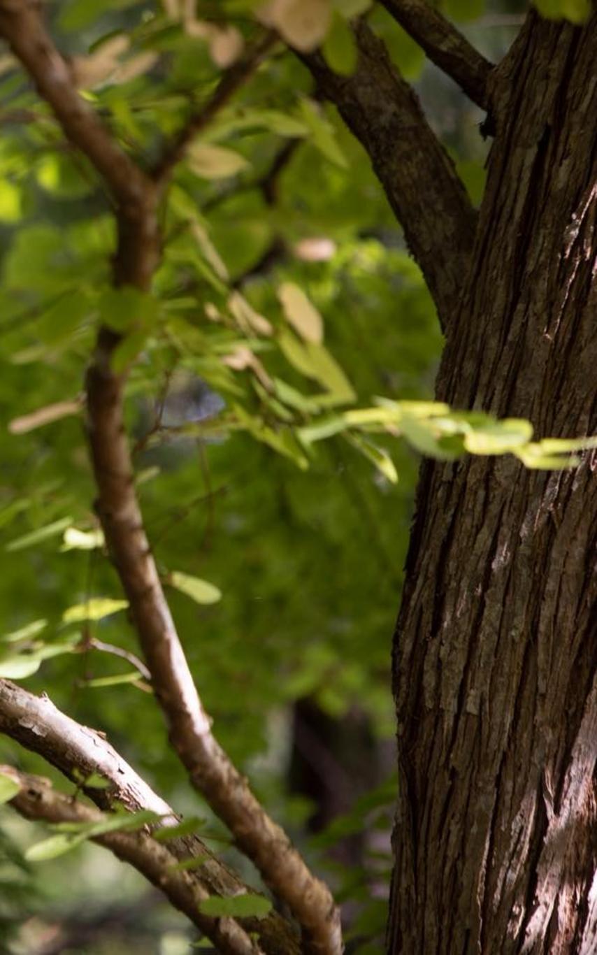 Owl sleeping in a katsura tree