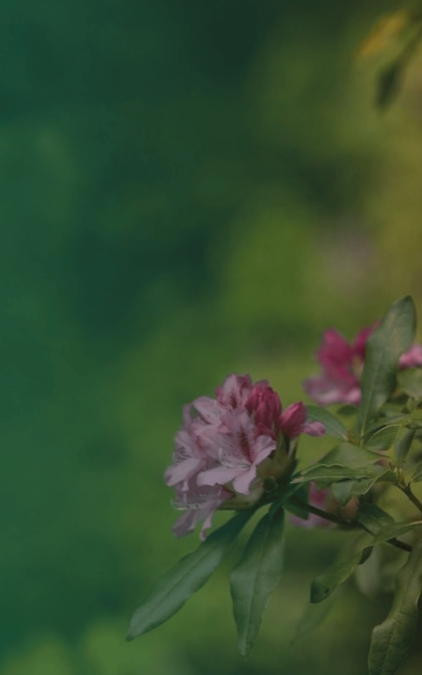 Pink Rhododendrons blooming in a garden